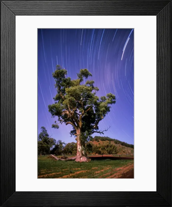 Framed Print : Star-trails, near Wilpena pound, at the famous Cazneaux tree, Flinders Ranges, South Australia