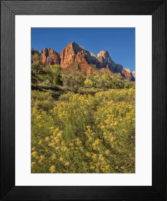 Framed Print : Autumn blooms in Zion national park, USA
