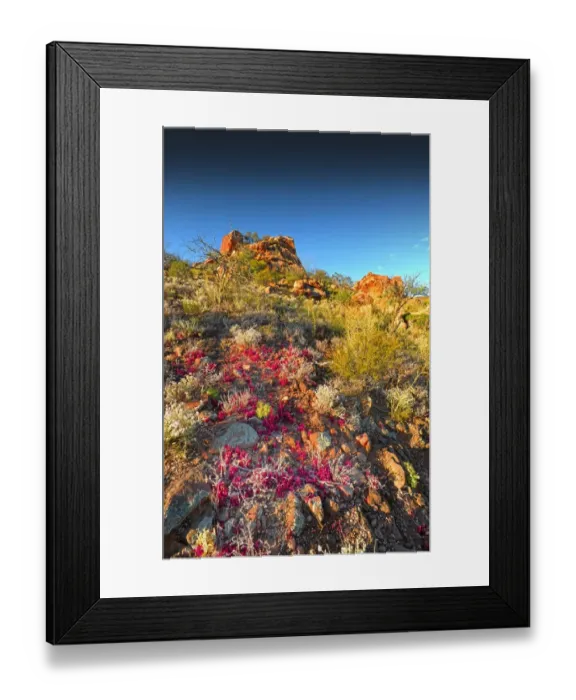 Framed Print : Winter bloom of wildflowers, in the Arkaroola area of the Flinders Ranges, South Australia Framed Print : Winter bloom of wildflowers, in the Arkaroola area of the Flinders Ranges, South Australia