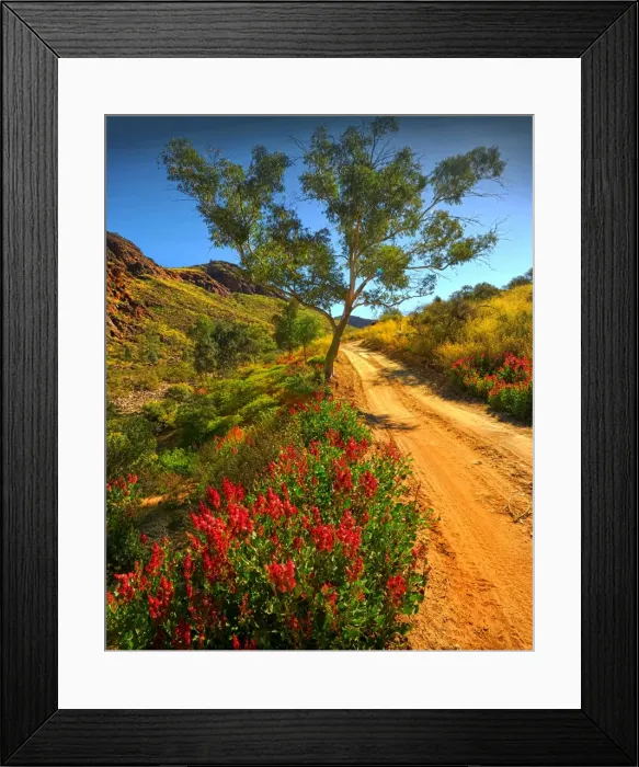 Framed Print : Winter bloom of wildflowers, in the Arkaroola area of the Flinders Ranges, South Australia