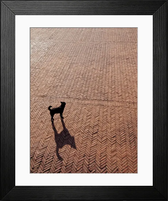 Framed Print : Lone dog and its shadow in Bhaktapur, Nepal Framed Print : Lone dog and its shadow in Bhaktapur, Nepal