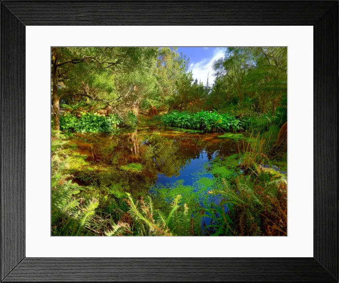 Framed Print : Pond in the Pegarah forest, King Island, Bass Strait, Tasmania, Australia