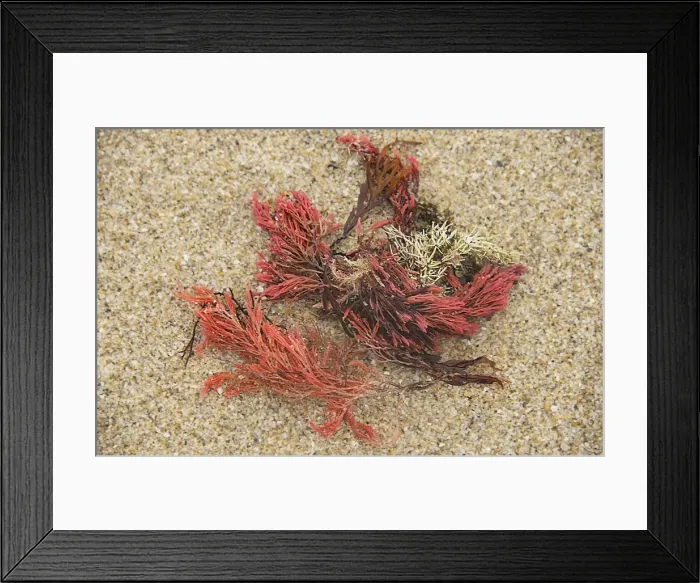 Framed Print : red Seaweed, White beach, King Island, Bass Strait, Tasmania, Australia Framed Print : red Seaweed, White beach, King Island, Bass Strait, Tasmania, Australia