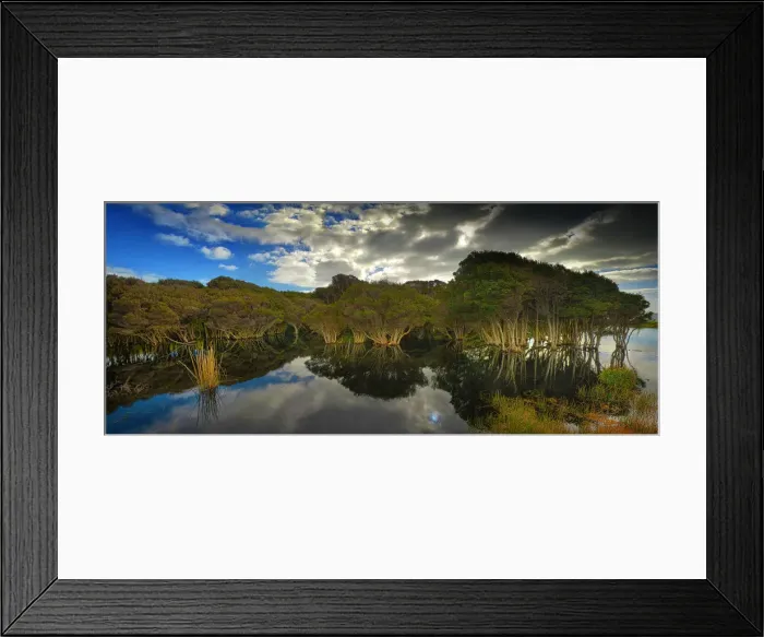 Framed Print : Melaleuca, swampland, King Island, Bass Strait, Tasmania, Australia Framed Print : Melaleuca, swampland, King Island, Bass Strait, Tasmania, Australia