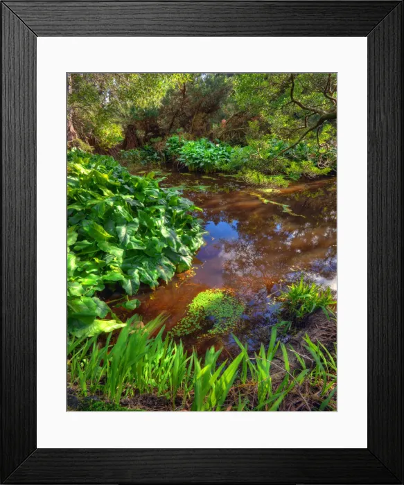 Framed Print : Pond in the Pegarah forest, King Island, Bass Strait, Tasmania, Australia Framed Print : Pond in the Pegarah forest, King Island, Bass Strait, Tasmania, Australia