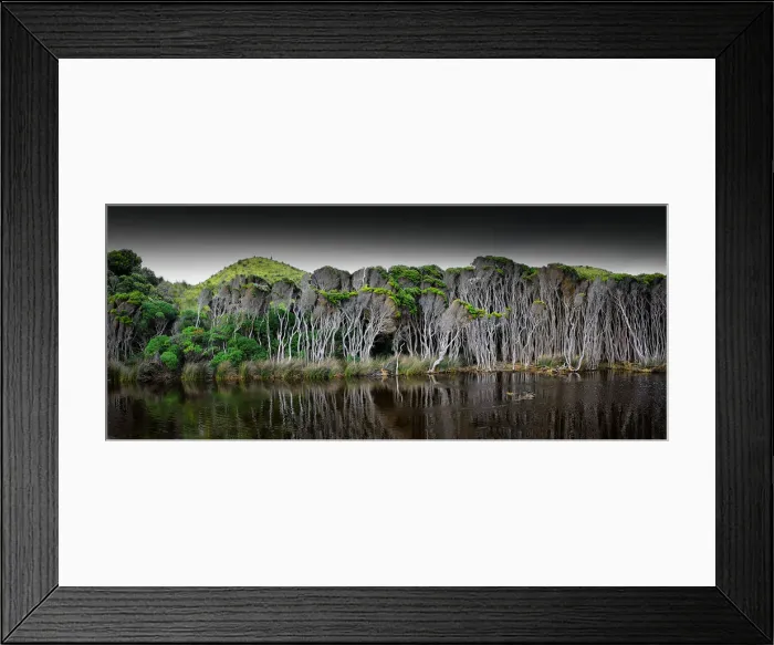 Framed Print : Melaleuca, swampland, King Island, Bass Strait, Tasmania, Australia Framed Print : Melaleuca, swampland, King Island, Bass Strait, Tasmania, Australia