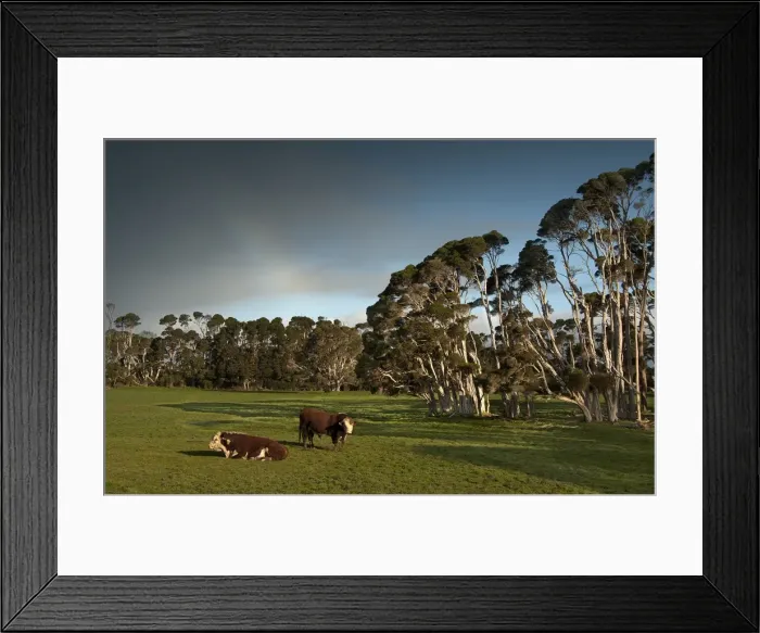 Framed Print : Typical lush and well watered farmland on King Island, Bass Strait, Tasmania, Australia