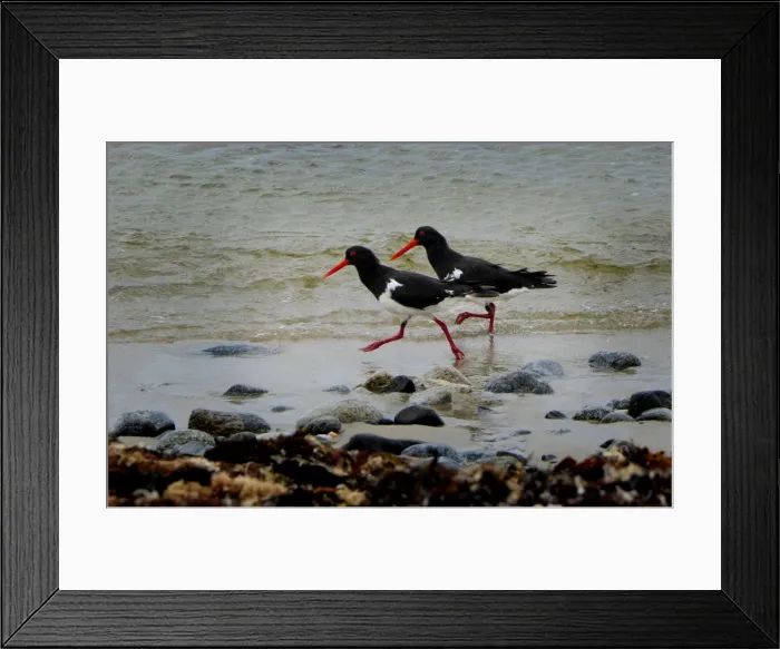 Framed Print : A pair of Pied Oster-catchers, running along the shoreline, King Island, Bass Strait, Tasmania, Australia Framed Print : A pair of Pied Oster-catchers, running along the shoreline, King Island, Bass Strait, Tasmania, Australia