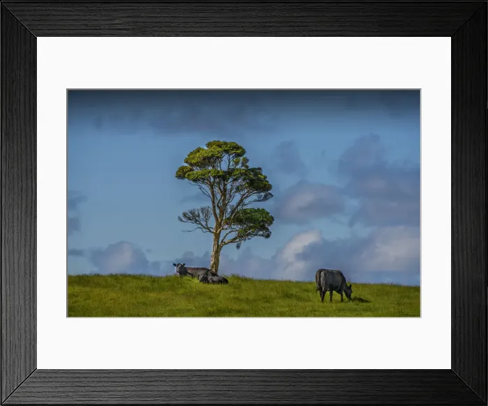 Framed Print : Typical lush and well watered farmland on King Island, Bass Strait, Tasmania, Australia