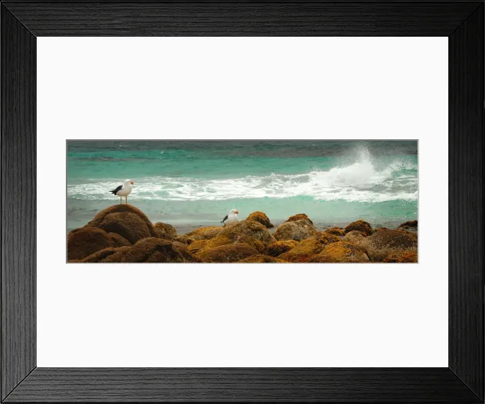 Framed Print : Pacific Gull, King Island, Bass Strait, Tasmania, Australia Framed Print : Pacific Gull, King Island, Bass Strait, Tasmania, Australia