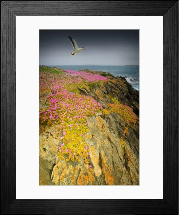 Framed Print : Pacific Gull, King Island, Bass Strait, Tasmania, Australia Framed Print : Pacific Gull, King Island, Bass Strait, Tasmania, Australia