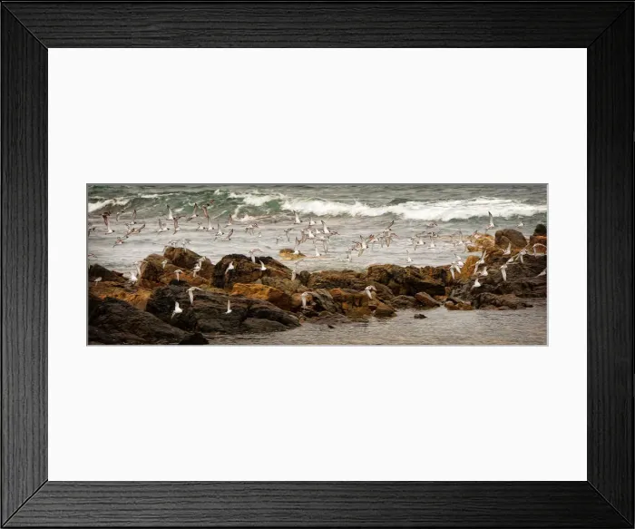 Framed Print : Ruddy Tern-stones on the wing, west coastline of King Island, Bass Strait, Tasmania, Australia
