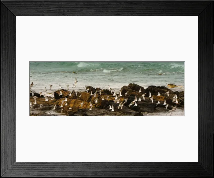 Framed Print : Ruddy Tern-stones on the wing, west coastline of King Island, Bass Strait, Tasmania, Australia