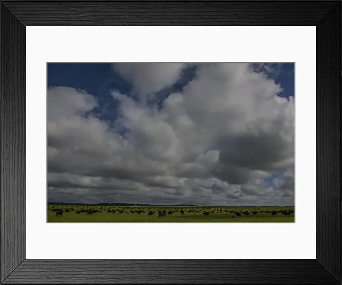 Framed Print : Typical lush and well watered farmland on King Island, Bass Strait, Tasmania, Australia Framed Print : Typical lush and well watered farmland on King Island, Bass Strait, Tasmania, Australia