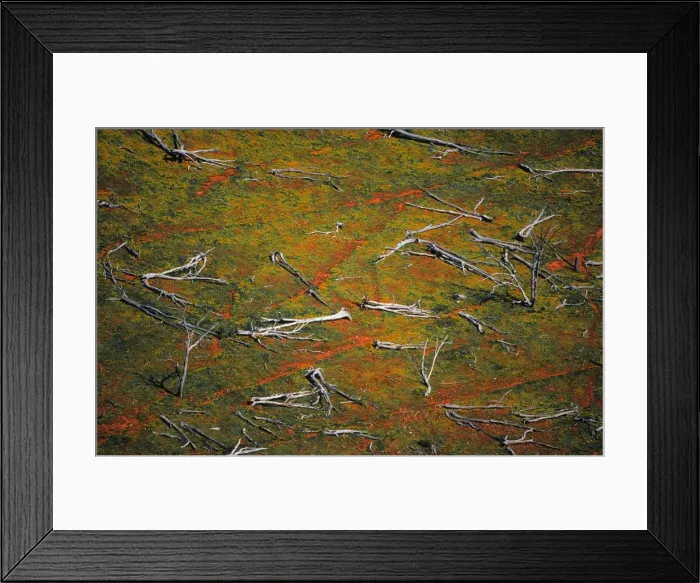 Framed Print : Flowering Cape-weed growing in among dead trees that lie in a paddock in East Gippsland, Victoria, Australia Framed Print : Flowering Cape-weed growing in among dead trees that lie in a paddock in East Gippsland, Victoria, Australia
