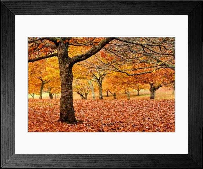 Framed Print : Autumn colours in a chestnut orchard, Central Victoria Framed Print : Autumn colours in a chestnut orchard, Central Victoria