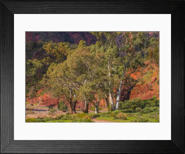 Framed Print : Eucalypts in the Parachilna gorge, southern Flinders Ranges South Australia Framed Print : Eucalypts in the Parachilna gorge, southern Flinders Ranges South Australia