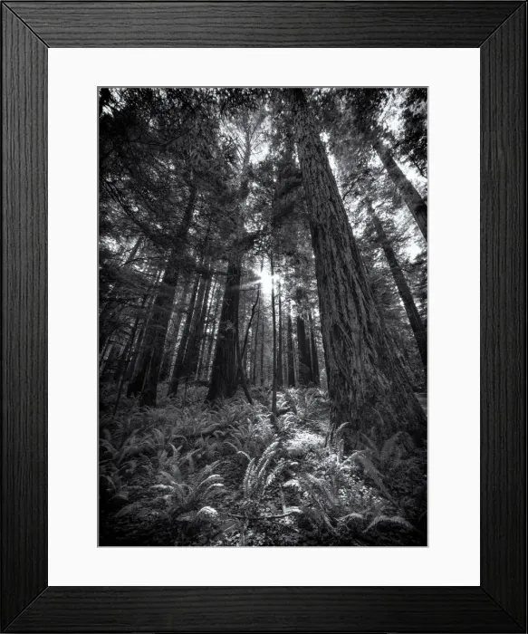Framed Print : Jedediah Smith State reserve, The Oregon coastline, USA Framed Print : Jedediah Smith State reserve, The Oregon coastline, USA