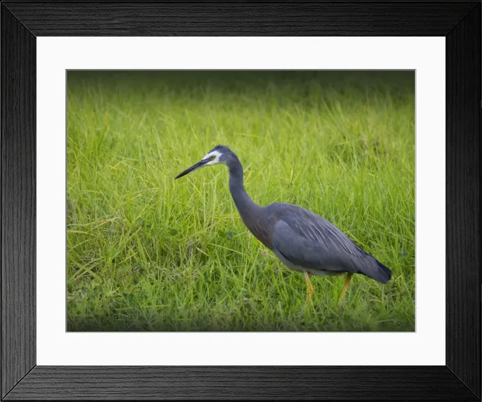 Framed Print : White faced Grey Heron, Lord Howe Island, New South Wales, Australia Framed Print : White faced Grey Heron, Lord Howe Island, New South Wales, Australia
