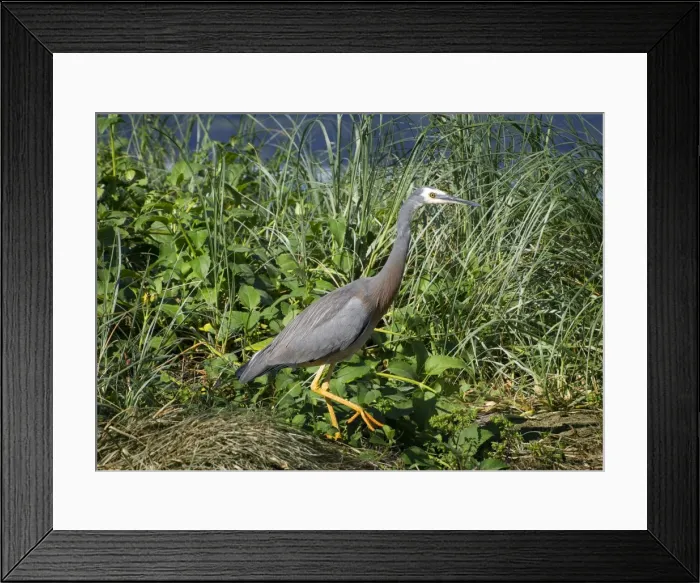 Framed Print : White faced Grey Heron, Lord Howe Island, New South Wales, Australia Framed Print : White faced Grey Heron, Lord Howe Island, New South Wales, Australia
