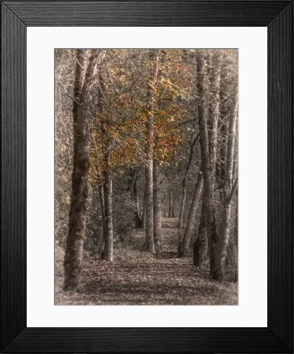Framed Print : A walking track at Silver Lake, The Oregon coastline, USA Framed Print : A walking track at Silver Lake, The Oregon coastline, USA