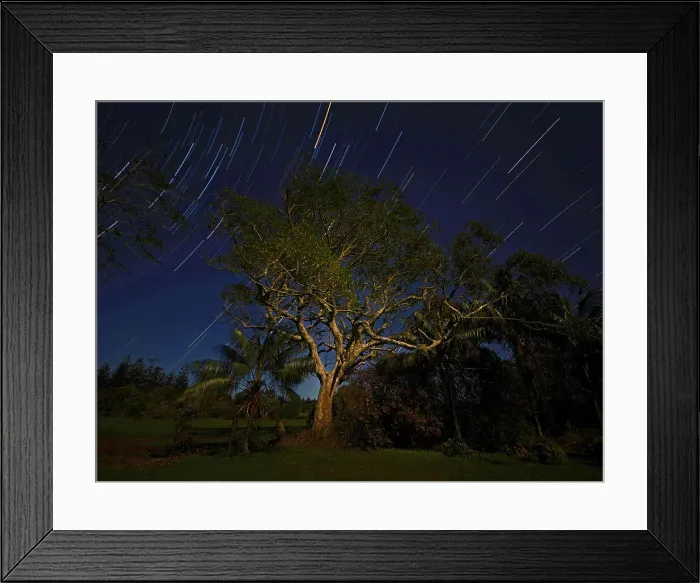 Framed Print : A whitewood tree, indigenous to the south pacific region, with night-time startrails, Norfolk Island, South Pacific Framed Print : A whitewood tree, indigenous to the south pacific region, with night-time startrails, Norfolk Island, South Pacific
