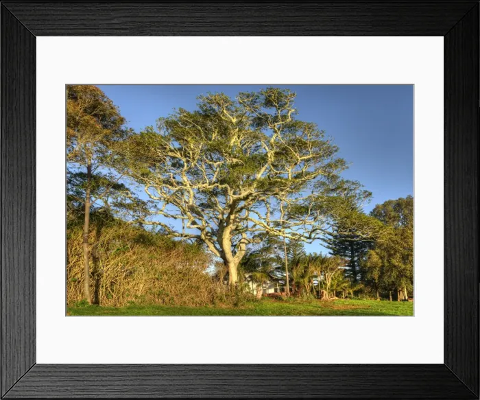 Framed Print : A whitewood tree, indigenous to the south pacific region, growing on Norfolk Island, South Pacific
