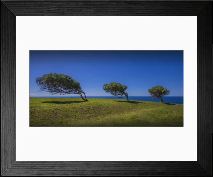 Framed Print : Windblown trees at Point Howe, Norfolk Island, South Pacific Framed Print : Windblown trees at Point Howe, Norfolk Island, South Pacific
