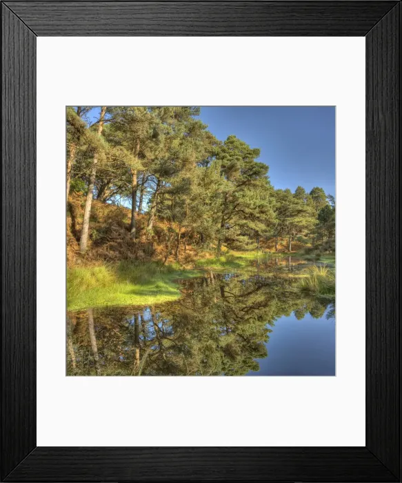 Framed Print : Lagoon formed from an old disused claypit, near Wareham dorset, England Framed Print : Lagoon formed from an old disused claypit, near Wareham dorset, England