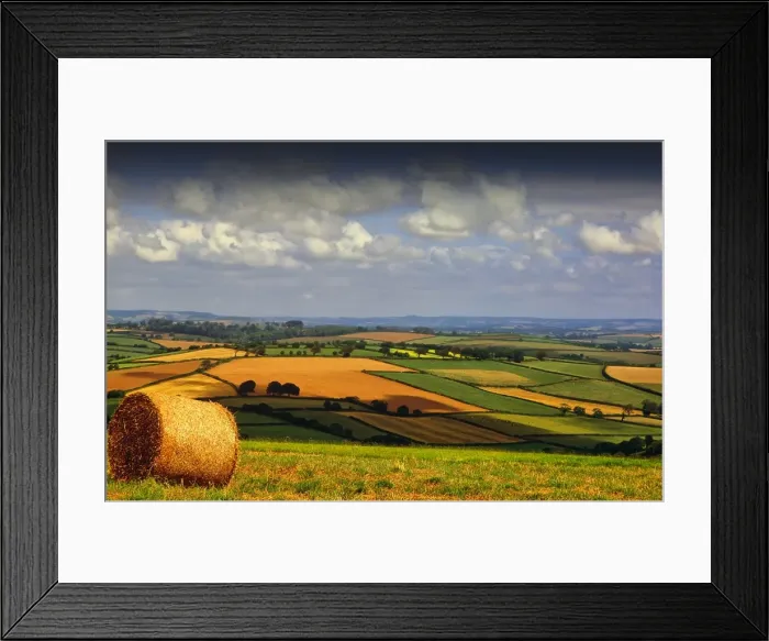 Framed Print : A summer harvest scene in south Devon, England