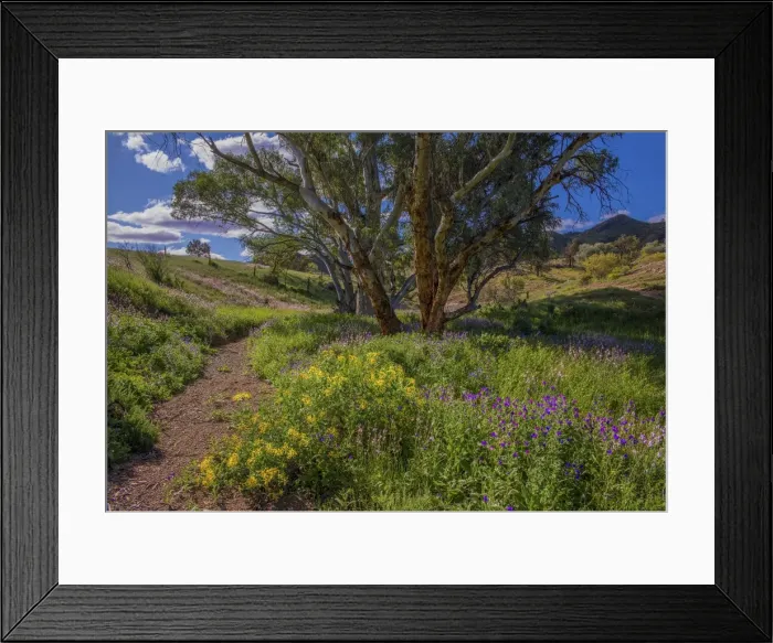 Framed Print : A view of the remote and rugged countryside near Blinman on the Parachilna Gorge road in the Spring. Southern Flinders Ranges, south Australia