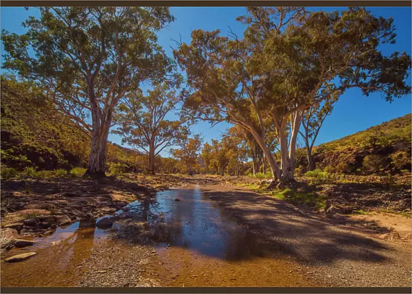 Parachilna gorge in the springtime, southern Flinders Ranges, South Australia