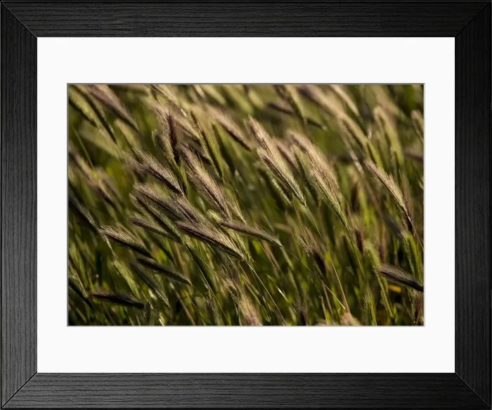 Framed Print : Backlighting on native grass blowing on the breeze, Flinders Ranges National Park, South Australia Framed Print : Backlighting on native grass blowing on the breeze, Flinders Ranges National Park, South Australia
