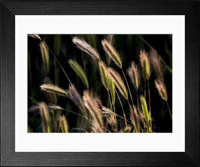 Framed Print : Backlighting on native grass blowing on the breeze, Flinders Ranges National Park, South Australia Framed Print : Backlighting on native grass blowing on the breeze, Flinders Ranges National Park, South Australia