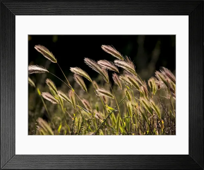 Framed Print : Backlighting on native grass blowing on the breeze, Flinders Ranges National Park, South Australia Framed Print : Backlighting on native grass blowing on the breeze, Flinders Ranges National Park, South Australia