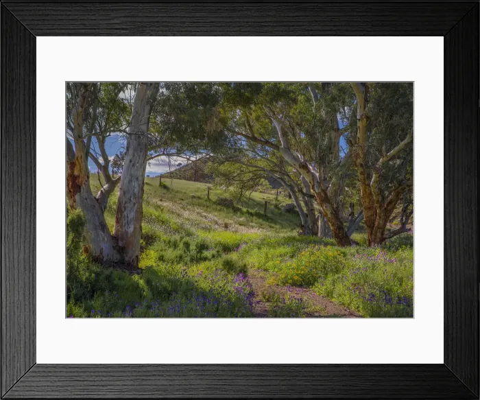 Framed Print : A view of the remote and rugged countryside near Blinman on the Parachilna Gorge road in the Spring. Southern Flinders Ranges, south Australia