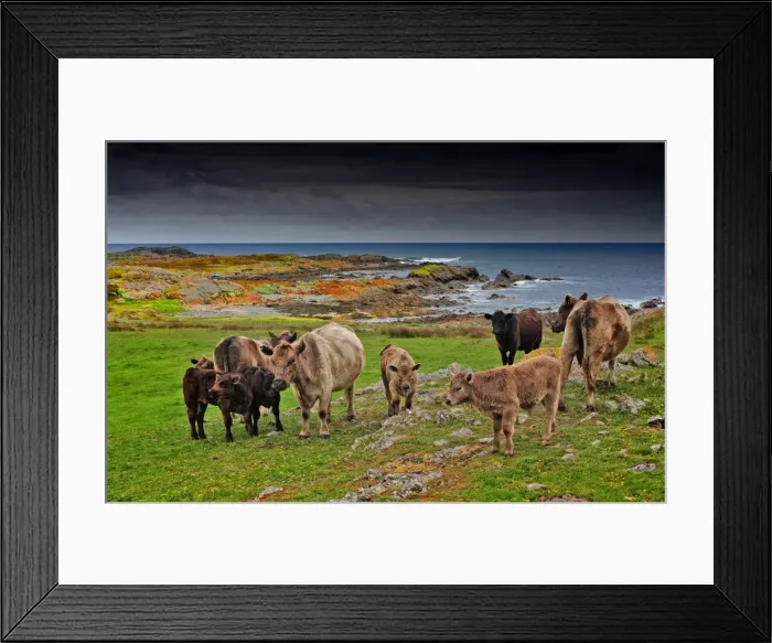 Framed Print : Murray Grey cattle at Surprise bay, King Island, Bass Strait, Tasmania, Australia