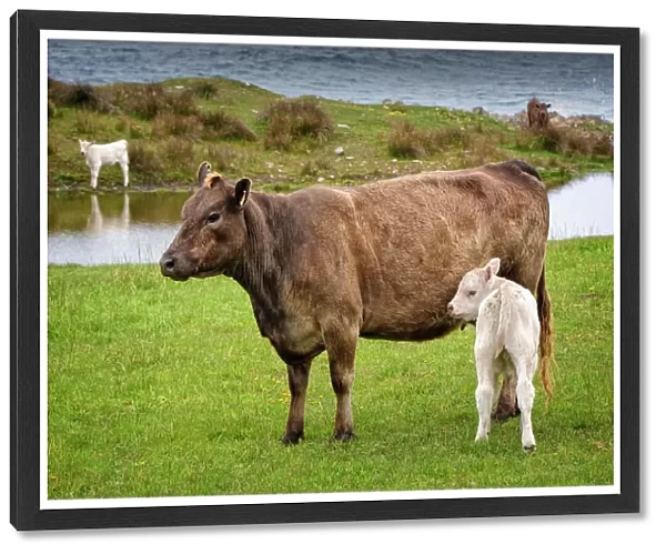Murray Grey cattle at Surprise bay, King Island, Bass Strait, Tasmania, Australia