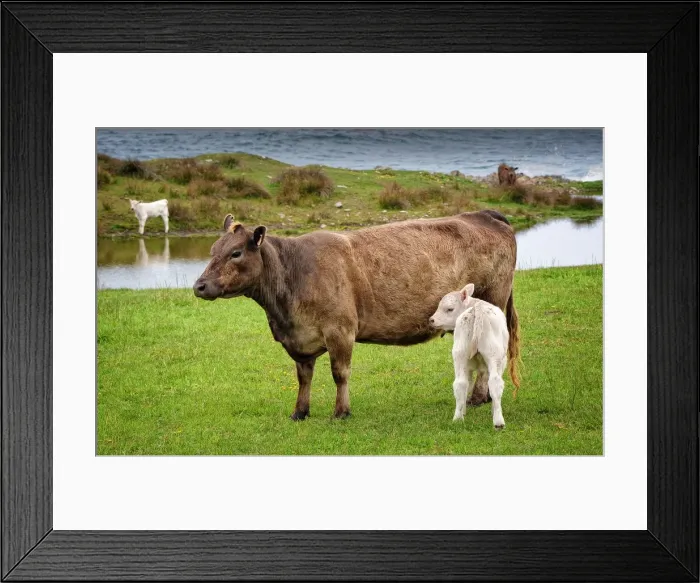 Framed Print : Murray Grey cattle at Surprise bay, King Island, Bass Strait, Tasmania, Australia
