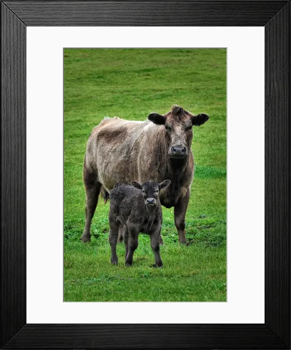 Framed Print : Murray Grey cattle at Surprise bay, King Island, Bass Strait, Tasmania, Australia