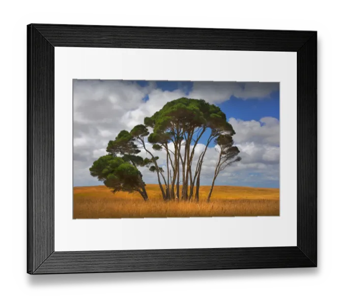 Framed Print : Melaleuca trees, so typical of the native foliage on King Island, Bass Strait, Tasmania, Australia Framed Print : Melaleuca trees, so typical of the native foliage on King Island, Bass Strait, Tasmania, Australia