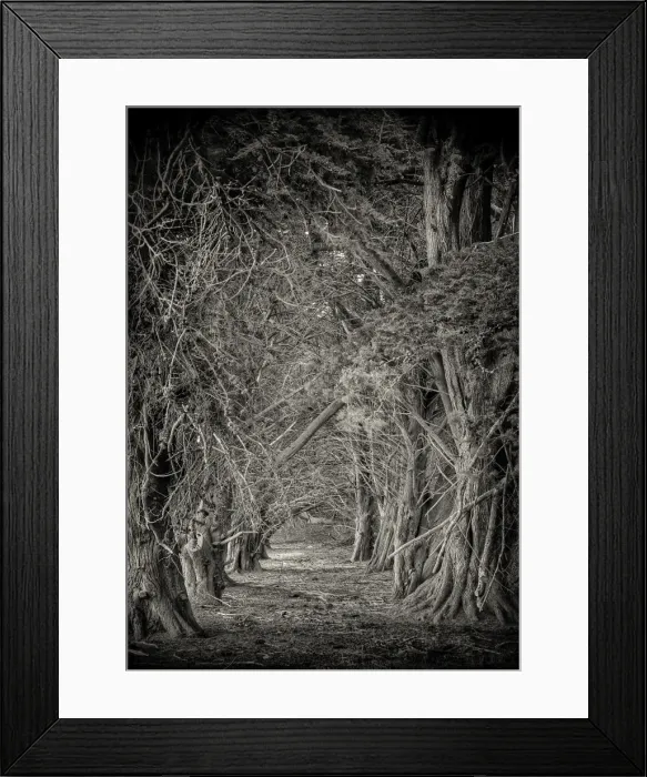 Framed Print : Macrocarpa stand in the rurals of King Island, Bass Strait, Tasmania, Australia
