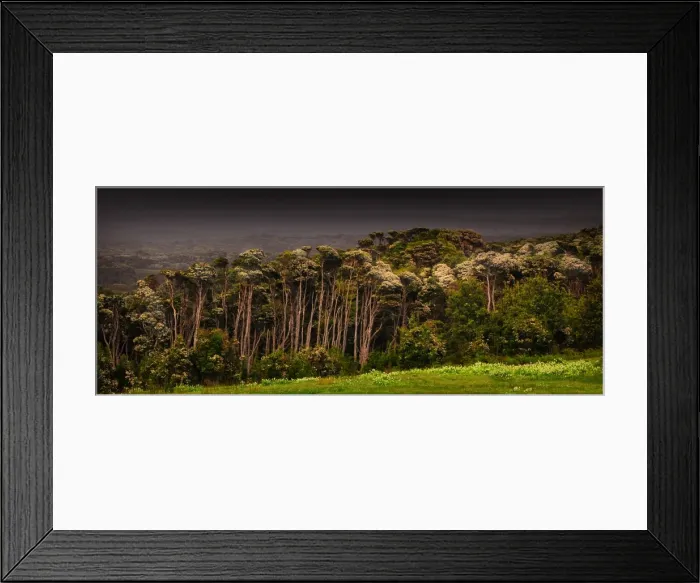 Framed Print : Melaleuca trees, so typical of the native foliage on King Island, Bass Strait, Tasmania, Australia