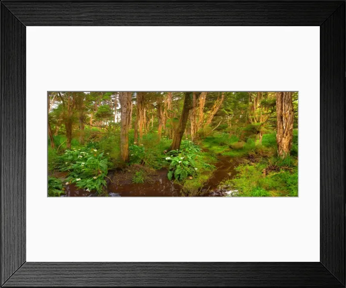 Framed Print : Melaleuca trees and wetlands, so typical of the native foliage on King Island, Bass Strait, Tasmania, Australia
