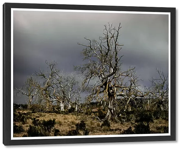Dead Trees in the highland region of the Tasmanian central plateau