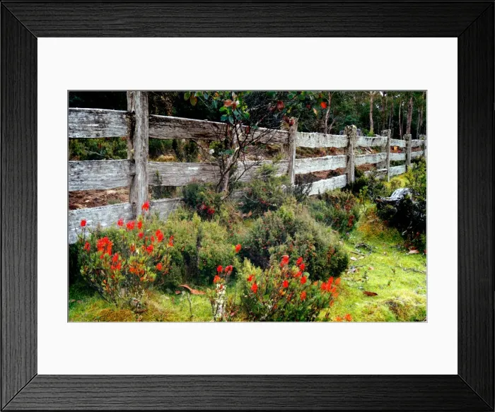 Framed Print : Old Post and rail fence-line in the Cradle Mountain National park, Central Tasmania Framed Print : Old Post and rail fence-line in the Cradle Mountain National park, Central Tasmania