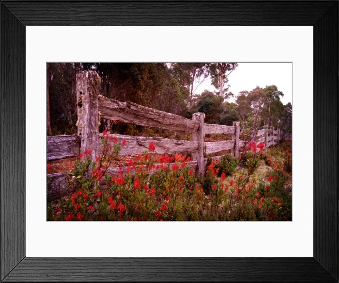 Framed Print : Old Post and rail fence-line in the Cradle Mountain National park, Central Tasmania Framed Print : Old Post and rail fence-line in the Cradle Mountain National park, Central Tasmania
