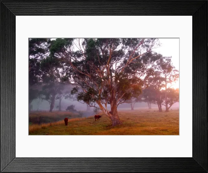 Framed Print : Early light near the Dasher river at Paradise, Central Tasmania