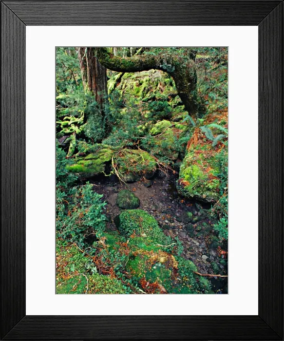 Framed Print : Section of rainforest near Pencil Pine creek in the Cradle Mountain National Park, central Tasmanian highlands