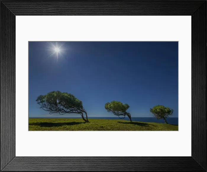 Framed Print : Three trees bend to the wind at Point Howe, Norfolk Island Framed Print : Three trees bend to the wind at Point Howe, Norfolk Island